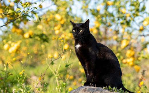 �1756603 �������(a): ����������:1920x1200